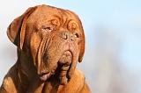 DOGUE DE BORDEAUX 218